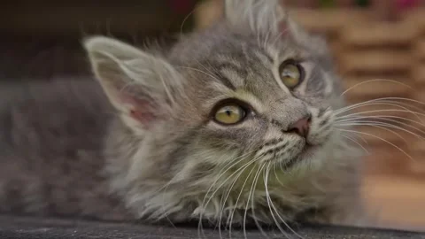 Cute Fluffy Grey Tabby Kitten Looking Up Stock-Footage 335549457