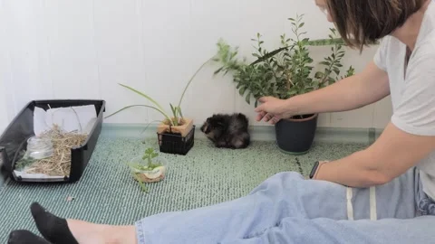 Cute fluffy guinea pig exploring indoor home environment near potted houseplants Stock Footage 346701243