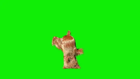 Cute fluffy hairy 3d character dancing, Green Screen Chromakey Stock Footage 344365877