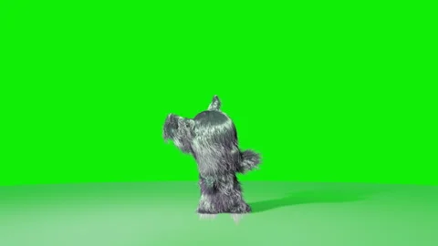 Cute fluffy hairy character dancing, Green Screen Chromakey Stock Footage 284103366