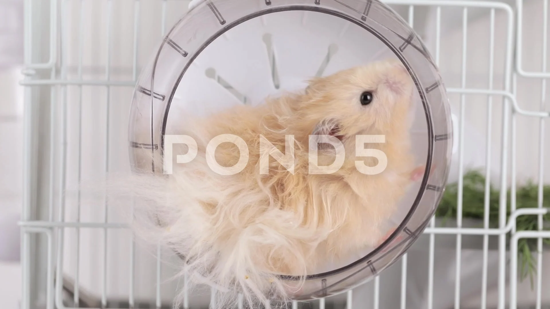 Hamster spinning best sale