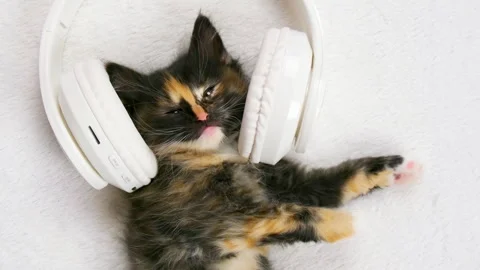 Cute fluffy kitten cat in white musical headphones lies and rests on a white Stock Footage 255996786