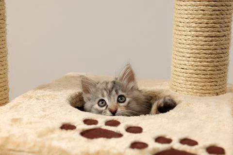 Cute fluffy kitten exploring cat tree against light background 스톡 사진