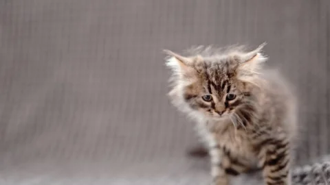 Cute fluffy kitten on a gray blanket Stock Footage 278461141