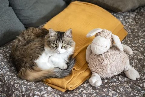 Cute Fluffy Kitten Resting On Bed With Plush Toy Stock Photos