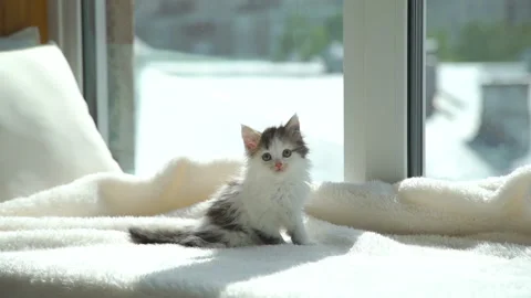 Cute Fluffy Kitten Sitting on the Windowsill Vídeos de archivo 132735163