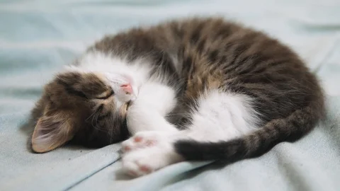 Cute fluffy kitten sleeping on white bed. cat slow motion video. kitten sleeps Stock Footage