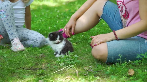 Cute Fluffy Kitten Watching Soap Bubbles in Park Stock Footage 133069065