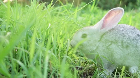 Cute fluffy light gray domestic rabbit with big mustaches and ears on a green Stock Footage 200994169
