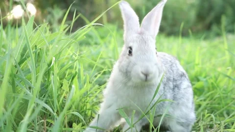 Cute fluffy light gray domestic rabbit with big mustaches ears eats young juicy Stock Footage 201837656