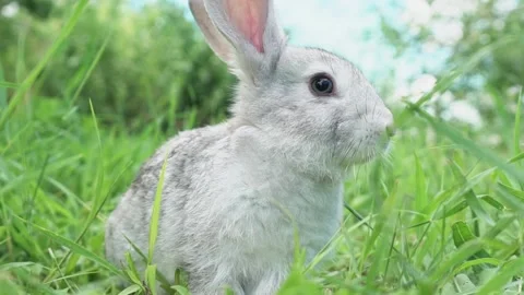 Cute fluffy light gray easter bunny sits on a green meadow in sunny weather Stock Footage 199947840