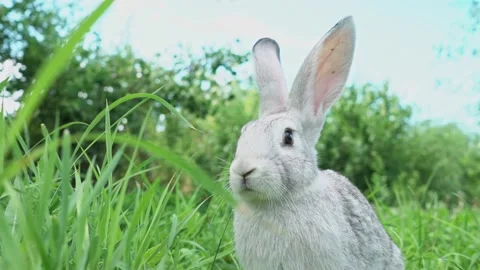 Cute fluffy light gray easter bunny with big ears sits green meadow sunny Stock Footage 199947910