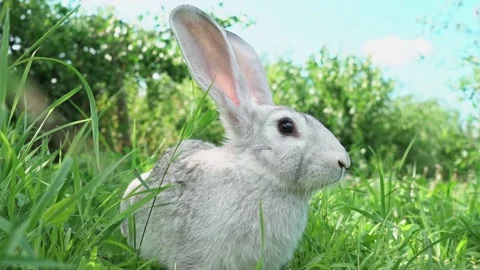 Cute fluffy light gray easter bunny sits on a green meadow in sunny weather Video stock 199947941