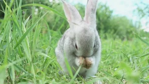 Cute fluffy light gray easter bunny with big ears sits green meadow sunny Stock Footage 199948048