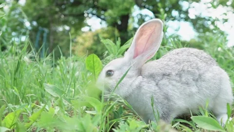 Cute fluffy light gray easter bunny with big ears sits green meadow sunny Stock Footage 199948217