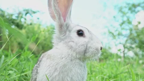 Cute fluffy light gray easter bunny with big ears sits green meadow sunny Stock Footage 199948296