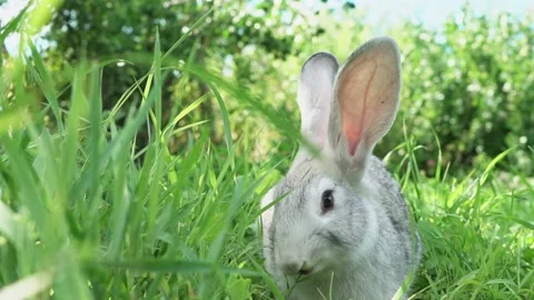 Cute fluffy light gray easter bunny with big ears sits green meadow sunny Stock Footage 200237691