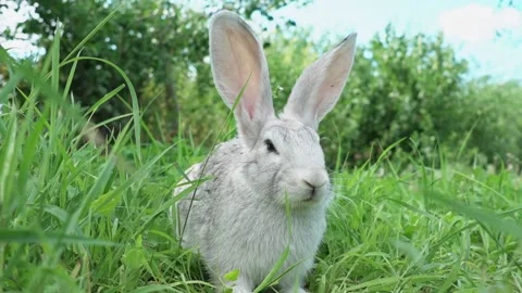 Cute fluffy light gray easter bunny sits on a green meadow in sunny weather Stock Footage 200692327