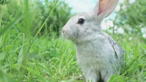 Cute fluffy light gray easter bunny sits on a green meadow in sunny weather Stock Footage 200703609