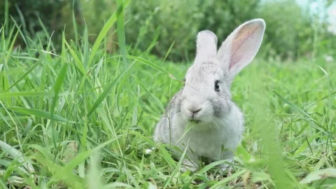 Cute fluffy light gray easter bunny with big ears sits green meadow sunny Stock Footage 200705151