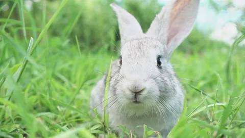 Cute fluffy light gray easter bunny sits on a green meadow in sunny weather Stock Footage 200994045