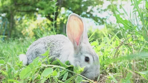 Cute fluffy light gray easter bunny with big ears sits green meadow sunny Stock Footage 200994217