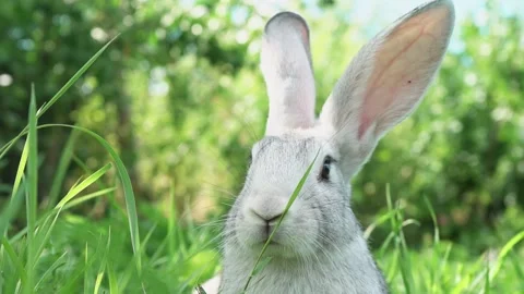 Cute fluffy light gray easter bunny with big ears sits green meadow sunny Stock Footage 201152845