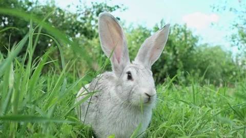 Cute fluffy light gray easter bunny with big ears sits green meadow sunny Stock Footage 201152866