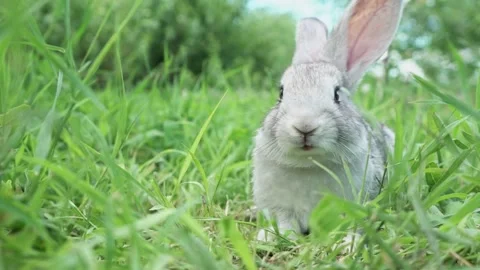 Cute fluffy light gray easter bunny sits on a green meadow in sunny weather Video stock 201152882