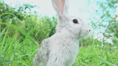 Cute fluffy light gray easter bunny with big ears sits green meadow sunny Stock Footage 201153020