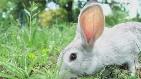 Cute fluffy light gray easter bunny with big ears sits green meadow sunny Video stock 201153248