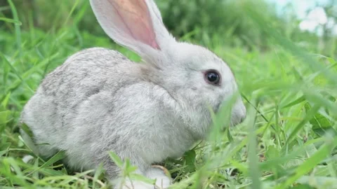 Cute fluffy light gray easter bunny with big ears sits green meadow sunny Stock Footage 201153912