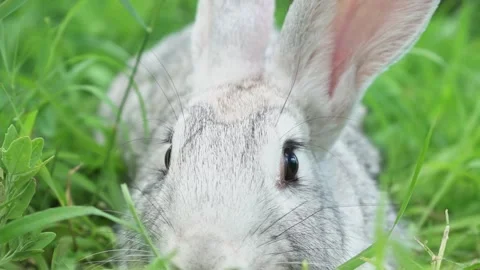 Cute fluffy light gray easter bunny sits on a green meadow in sunny weather Stock Footage 201487205