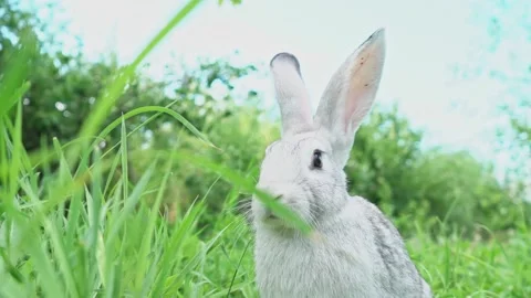 Cute fluffy light gray easter bunny with big ears sits green meadow sunny Video stock 201487216