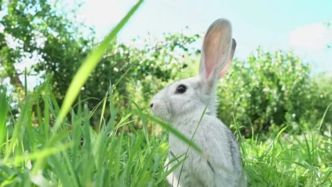 Cute fluffy light gray easter bunny with big ears sits green meadow sunny Stock Footage 201487280