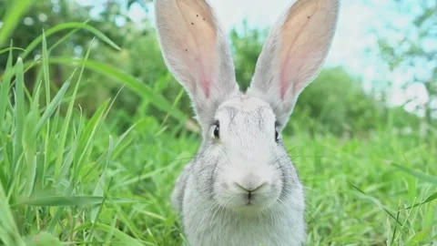 Cute fluffy light gray easter bunny with big ears sits green meadow sunny Stock Footage 201487460