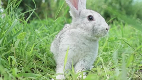 Cute fluffy light gray easter bunny with big ears sits green meadow sunny Stock Footage 201487546