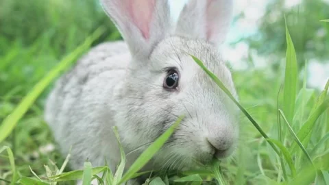 Cute fluffy light gray easter bunny with big ears sits green meadow sunny Video stock 201487718