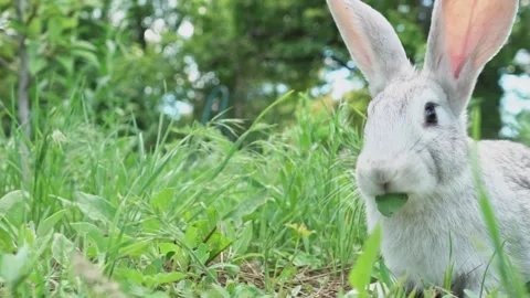 Cute fluffy light gray easter bunny with big ears sits green meadow sunny Stock Footage 201487859