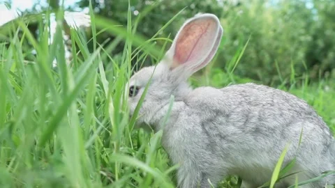 Cute fluffy light gray easter bunny with big ears sits green meadow sunny Stock Footage 201769558