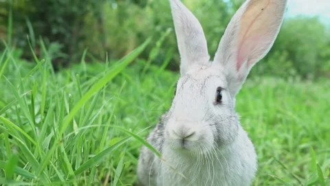 Cute fluffy light gray easter bunny with big ears sits green meadow sunny Stock Footage 201983528