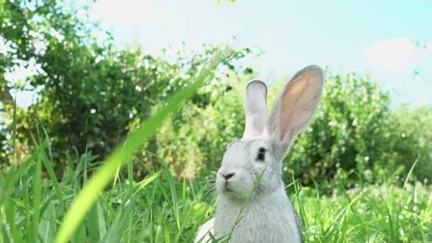 Cute fluffy light gray easter bunny with big ears sits green meadow sunny Video stock 202156351
