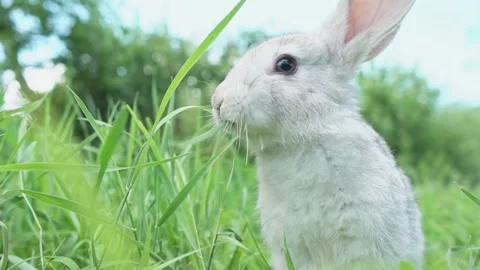 Cute fluffy light gray easter bunny with big ears sits green meadow sunny Stock Footage 202195707