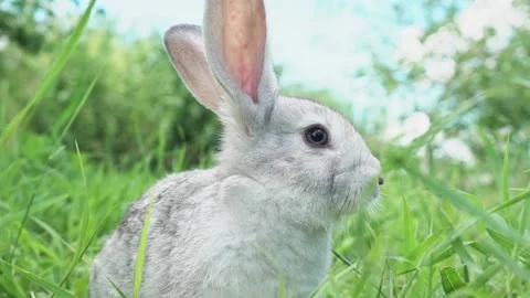 Cute fluffy light gray easter bunny sits on a green meadow in sunny weather Stock Footage 203417641