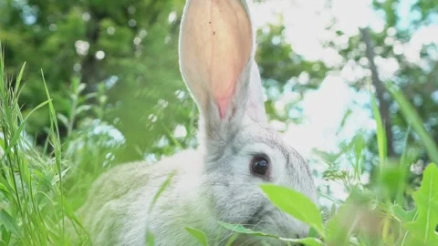 Cute fluffy light gray easter bunny sits on a green meadow in sunny weather Stock Footage 203417705