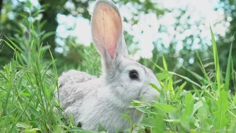 Cute fluffy light gray easter bunny with big ears sits green meadow sunny Stock Footage 203417982