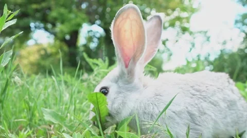 Cute fluffy light gray easter bunny with big ears sits green meadow sunny Video stock 203418109