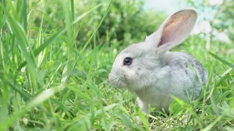 Cute fluffy light gray easter bunny sits on a green meadow in sunny weather Stock Footage 203450296