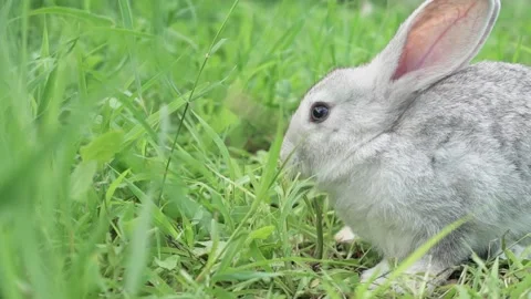 Cute fluffy light gray easter bunny sits on a green meadow in sunny weather Stock Footage 203790988