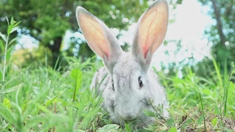 Cute fluffy light gray easter bunny sits on a green meadow in sunny weather Stock Footage 203791061